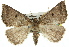  ( - 11ANIC-00077)  @14 [ ] CreativeCommons - Attribution (2011) ANIC/CBG Photography Group Centre for Biodiversity Genomics