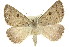  ( - 11ANIC-00092)  @11 [ ] CreativeCommons - Attribution (2011) ANIC/CBG Photography Group Centre for Biodiversity Genomics
