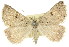  ( - 11ANIC-00093)  @11 [ ] CreativeCommons - Attribution (2011) ANIC/CBG Photography Group Centre for Biodiversity Genomics