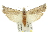  ( - 11ANIC-00114)  @11 [ ] CreativeCommons - Attribution (2011) ANIC/CBG Photography Group Centre for Biodiversity Genomics