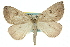  ( - 11ANIC-00194)  @14 [ ] CreativeCommons - Attribution (2011) ANIC/CBG Photography Group Centre for Biodiversity Genomics