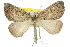  ( - 11ANIC-00195)  @11 [ ] CreativeCommons - Attribution (2011) ANIC/CBG Photography Group Centre for Biodiversity Genomics