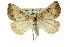  ( - 11ANIC-00196)  @11 [ ] CreativeCommons - Attribution (2011) ANIC/CBG Photography Group Centre for Biodiversity Genomics