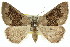  ( - 11ANIC-00215)  @11 [ ] CreativeCommons - Attribution (2011) ANIC/CBG Photography Group Centre for Biodiversity Genomics