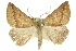  ( - 11ANIC-00241)  @11 [ ] CreativeCommons - Attribution (2011) ANIC/CBG Photography Group Centre for Biodiversity Genomics