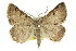  ( - 11ANIC-00260)  @11 [ ] CreativeCommons - Attribution (2011) ANIC/CBG Photography Group Centre for Biodiversity Genomics