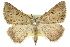  ( - 11ANIC-00261)  @11 [ ] CreativeCommons - Attribution (2011) ANIC/CBG Photography Group Centre for Biodiversity Genomics