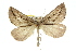  ( - 11ANIC-00381)  @14 [ ] CreativeCommons - Attribution (2011) ANIC/CBG Photography Group Centre for Biodiversity Genomics