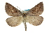  ( - 11ANIC-00382)  @14 [ ] CreativeCommons - Attribution (2011) ANIC/CBG Photography Group Centre for Biodiversity Genomics