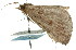  ( - 11ANIC-00383)  @13 [ ] CreativeCommons - Attribution (2011) ANIC/CBG Photography Group Centre for Biodiversity Genomics