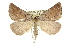  ( - 11ANIC-00384)  @14 [ ] CreativeCommons - Attribution (2011) ANIC/CBG Photography Group Centre for Biodiversity Genomics