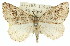  ( - 11ANIC-00385)  @14 [ ] CreativeCommons - Attribution (2011) ANIC/CBG Photography Group Centre for Biodiversity Genomics
