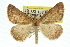  ( - 11ANIC-00389)  @15 [ ] CreativeCommons - Attribution (2011) ANIC/CBG Photography Group Centre for Biodiversity Genomics
