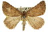  ( - 11ANIC-00390)  @15 [ ] CreativeCommons - Attribution (2011) ANIC/CBG Photography Group Centre for Biodiversity Genomics