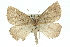  ( - 11ANIC-00410)  @11 [ ] CreativeCommons - Attribution (2011) ANIC/CBG Photography Group Centre for Biodiversity Genomics