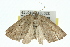  ( - 11ANIC-00411)  @12 [ ] CreativeCommons - Attribution (2011) ANIC/CBG Photography Group Centre for Biodiversity Genomics