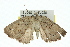  ( - 11ANIC-00412)  @12 [ ] CreativeCommons - Attribution (2011) ANIC/CBG Photography Group Centre for Biodiversity Genomics