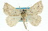  ( - 11ANIC-00414)  @14 [ ] CreativeCommons - Attribution (2011) ANIC/CBG Photography Group Centre for Biodiversity Genomics