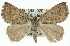  ( - 11ANIC-00415)  @14 [ ] CreativeCommons - Attribution (2011) ANIC/CBG Photography Group Centre for Biodiversity Genomics