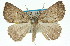  ( - 11ANIC-00419)  @13 [ ] CreativeCommons - Attribution (2011) ANIC/CBG Photography Group Centre for Biodiversity Genomics