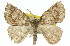  ( - 11ANIC-00423)  @11 [ ] CreativeCommons - Attribution (2011) ANIC/CBG Photography Group Centre for Biodiversity Genomics