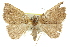  ( - 11ANIC-00424)  @11 [ ] CreativeCommons - Attribution (2011) ANIC/CBG Photography Group Centre for Biodiversity Genomics
