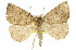  ( - 11ANIC-00425)  @11 [ ] CreativeCommons - Attribution (2011) ANIC/CBG Photography Group Centre for Biodiversity Genomics