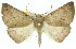  ( - 11ANIC-00431)  @11 [ ] CreativeCommons - Attribution (2011) ANIC/CBG Photography Group Centre for Biodiversity Genomics