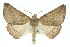  ( - 11ANIC-00432)  @14 [ ] CreativeCommons - Attribution (2011) ANIC/CBG Photography Group Centre for Biodiversity Genomics