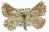  ( - 11ANIC-00442)  @14 [ ] CreativeCommons - Attribution (2011) ANIC/CBG Photography Group Centre for Biodiversity Genomics