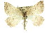  ( - 11ANIC-00449)  @14 [ ] CreativeCommons - Attribution (2011) ANIC/CBG Photography Group Centre for Biodiversity Genomics