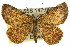  ( - 11ANIC-00499)  @13 [ ] CreativeCommons - Attribution (2011) ANIC/CBG Photography Group Centre for Biodiversity Genomics