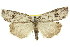  ( - 11ANIC-00502)  @14 [ ] CreativeCommons - Attribution (2011) ANIC/CBG Photography Group Centre for Biodiversity Genomics