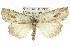  ( - 11ANIC-00505)  @11 [ ] CreativeCommons - Attribution (2011) ANIC/CBG Photography Group Centre for Biodiversity Genomics