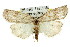  ( - 11ANIC-00512)  @14 [ ] CreativeCommons - Attribution (2011) ANIC/CBG Photography Group Centre for Biodiversity Genomics