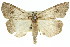  ( - 11ANIC-00513)  @14 [ ] CreativeCommons - Attribution (2011) ANIC/CBG Photography Group Centre for Biodiversity Genomics