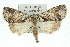  ( - 11ANIC-00516)  @15 [ ] CreativeCommons - Attribution (2011) ANIC/CBG Photography Group Centre for Biodiversity Genomics