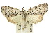  ( - 11ANIC-00517)  @15 [ ] CreativeCommons - Attribution (2011) ANIC/CBG Photography Group Centre for Biodiversity Genomics