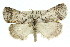  ( - 11ANIC-00518)  @15 [ ] CreativeCommons - Attribution (2011) ANIC/CBG Photography Group Centre for Biodiversity Genomics
