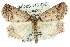  ( - 11ANIC-00528)  @13 [ ] CreativeCommons - Attribution (2011) ANIC/CBG Photography Group Centre for Biodiversity Genomics