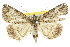  ( - 11ANIC-00534)  @13 [ ] CreativeCommons - Attribution (2011) ANIC/CBG Photography Group Centre for Biodiversity Genomics