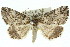  ( - 11ANIC-00538)  @14 [ ] CreativeCommons - Attribution (2011) ANIC/CBG Photography Group Centre for Biodiversity Genomics