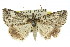  ( - 11ANIC-00539)  @13 [ ] CreativeCommons - Attribution (2011) ANIC/CBG Photography Group Centre for Biodiversity Genomics