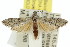  ( - 11ANIC-00579)  @13 [ ] CreativeCommons - Attribution (2011) ANIC/CBG Photography Group Centre for Biodiversity Genomics