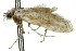  ( - 11ANIC-00586)  @12 [ ] CreativeCommons - Attribution (2011) ANIC/CBG Photography Group Centre for Biodiversity Genomics