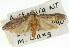  ( - 11ANIC-00633)  @11 [ ] CreativeCommons - Attribution (2011) ANIC/CBG Photography Group Centre for Biodiversity Genomics