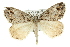  ( - 11ANIC-00733)  @15 [ ] CreativeCommons - Attribution (2011) ANIC/CBG Photography Group Centre for Biodiversity Genomics