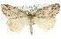 ( - 11ANIC-00734)  @14 [ ] CreativeCommons - Attribution (2011) ANIC/CBG Photography Group Centre for Biodiversity Genomics