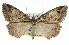  ( - 11ANIC-00735)  @15 [ ] CreativeCommons - Attribution (2011) ANIC/CBG Photography Group Centre for Biodiversity Genomics