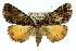  ( - 11ANIC-00746)  @13 [ ] CreativeCommons - Attribution (2011) ANIC/CBG Photography Group Centre for Biodiversity Genomics